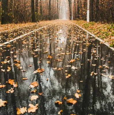 Осень дождь  фото