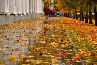 Осень во всей красе: Фото дождя