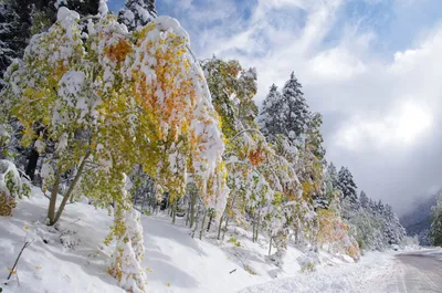 Фотографии под снежным небом: Скачивайте в любом формате