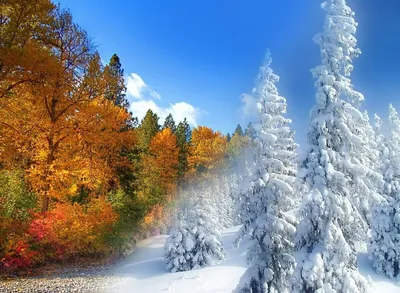 Снежные радости: Картинки с зимним настроением