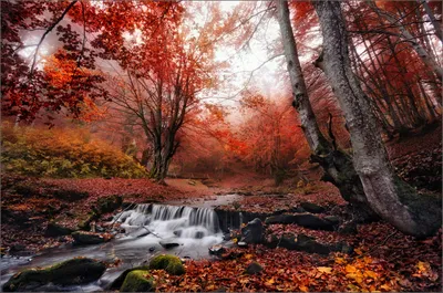 Осени в лесу  фото