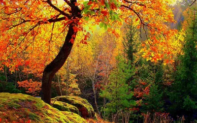 Красота осеннего леса: бесплатные изображения в HD качестве