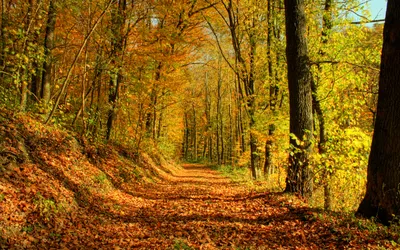Осенний лес: бесплатно скачай фото в высоком разрешении