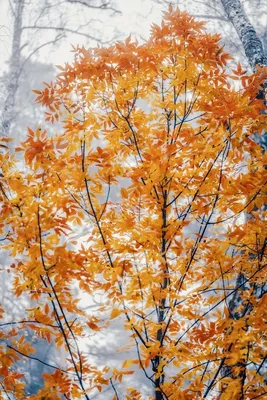 Арт с осенним лесом: искусство воплощенное в осенней природе
