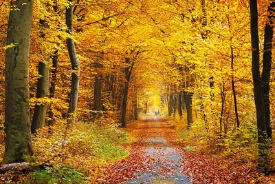 Рисунки осеннего леса: вдохновитесь прекрасными моментами природы