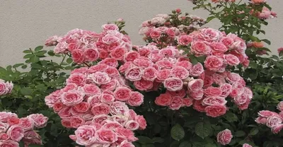 Осенние розы: фото в формате jpg