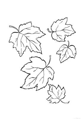 Осенние листья картинки черно белые фотографии