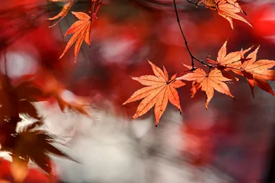 Фотоальбом осенних листьев: взгляд на осень через объектив