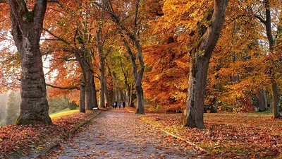 Осенний мир: фотографии природы, наполненные теплом