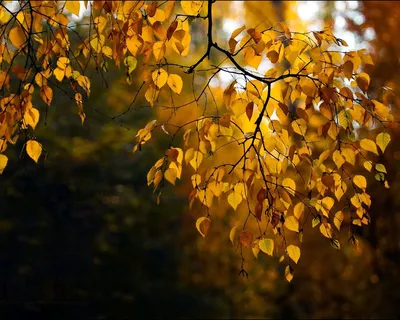 Осенний дождь в фотографиях: Природа во всей красе