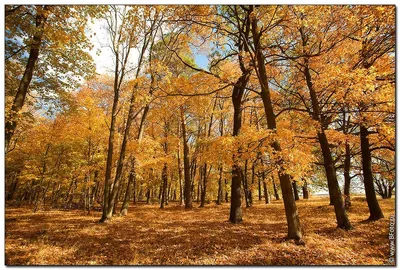 Осенний лес высокого разрешения  фото