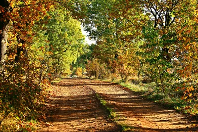 Фото осеннего леса: бесплатные картинки для скачивания в хорошем качестве