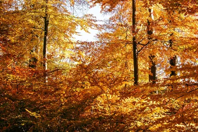 Красота осени, запечатленная в фотографиях леса: высокая детализация
