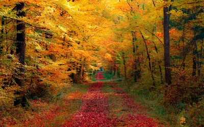 Картинка Осеннего леса в HD: красочный рисунок природы