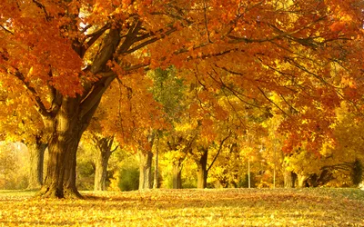 Фото на андроид с Осенним лесом: насладитесь красотой природы на своем Android-устройстве