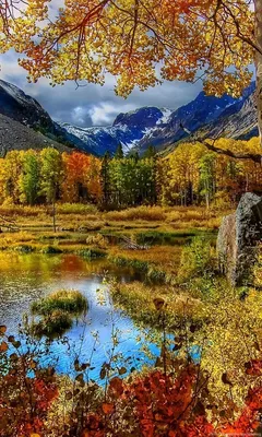 Full HD Обои на Осенний лес: окунитесь в живописную атмосферу осени на вашем рабочем столе