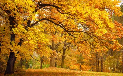Осенний лес  фото