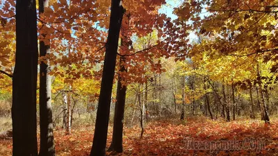 Природная красота: (Осенний лес) на изумительных фотографиях