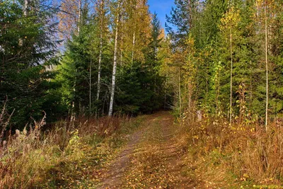 Осенний лес на фото: впечатляющие моменты природы