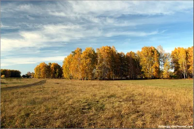 Приключение в осеннем лесу: фотоотчёт о природе