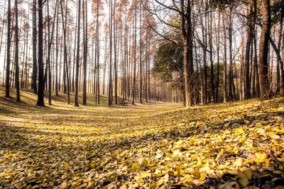 Фотоотчет о красоте осеннего леса: удивительные кадры природы