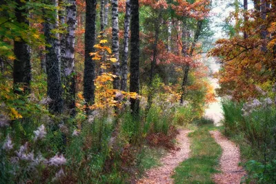 Призрачная красота осеннего леса: впечатляющие фотографии