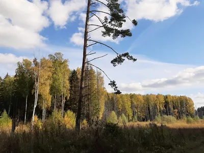 Фотка осеннего леса: уют и спокойствие в каждом пикселе