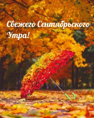 Утренний свет в осеннем лесу