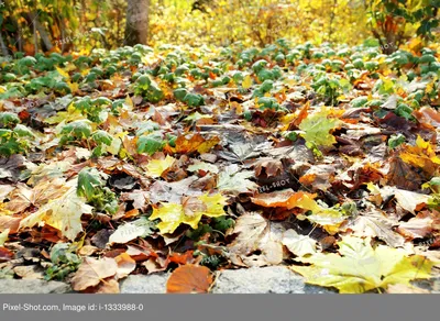 Пленяющая красота осенних листьев деревьев на фотографиях