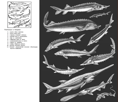 Изображения осетровых пород рыб: скачивайте в jpg, png, webp