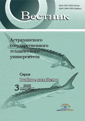 Картинки осетровых рыб разного размера и формата для скачивания