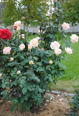 Осиана роза: фото в формате jpg