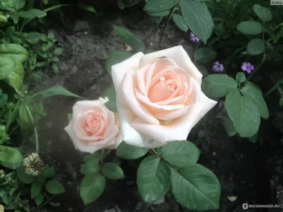 Осиана роза: фото в формате jpg, png, webp