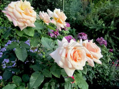 Изображение Осиана роза: доступные форматы для скачивания