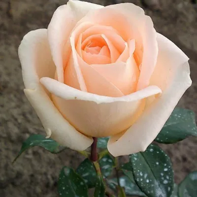 Изображение фотографии Осиана роза: выберите оптимальный размер