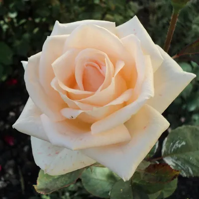 Осиана роза: изображение в формате jpg, png или webp