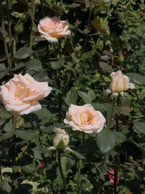 Фотография Осиана роза: доступные варианты размеров и форматов