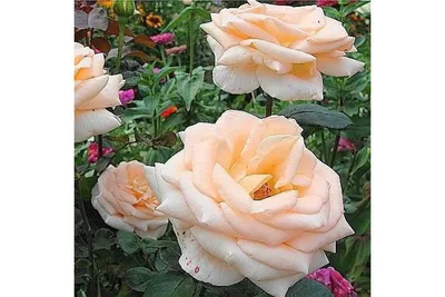 Осиана роза: фото в формате jpg, png, webp