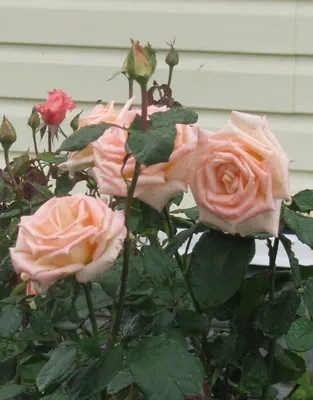 Изображение Осиана роза: выберите размер и формат для скачивания