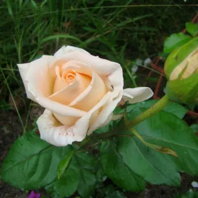 Фото Осиана роза: доступные форматы для скачивания