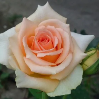 Осиана роза в формате webp: современный выбор для скачивания