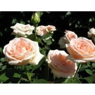 Изображение фотографии Осиана роза: выберите оптимальный размер