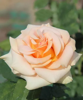Осиана роза: изображение в формате jpg, png или webp