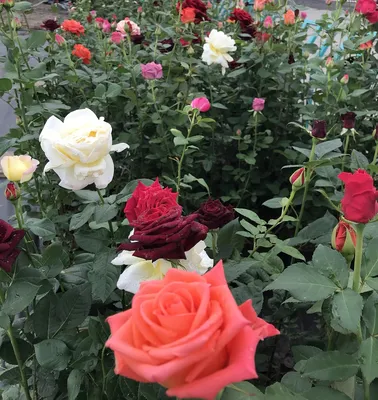 Фотография Осиана роза: доступные варианты размеров и форматов