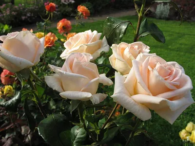 Фотография Осиана роза: выберите оптимальный размер
