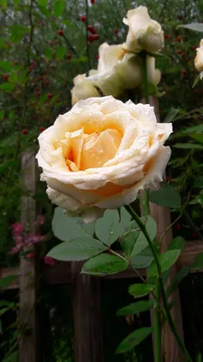 Фотка Осиана роза: выберите размер изображения