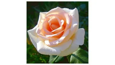 Фото Осиана роза: доступные форматы для скачивания