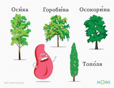 Обрамите свои воспоминания с осикой дерева на фото