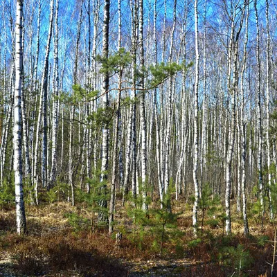 Фото осины в арт-стиле: романтика в каждой детали