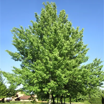 Осина дерева и листьев: новое фото в 4K качестве для бесплатного скачивания